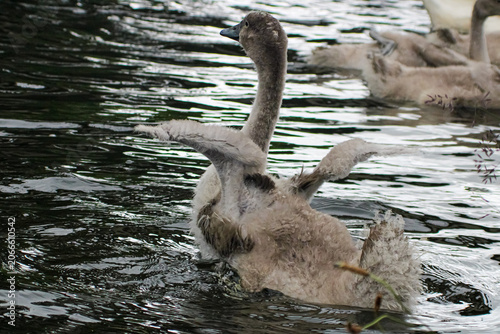 Cygnet stretching its wings on the water of the Union canal in Edinburgh Scotland 