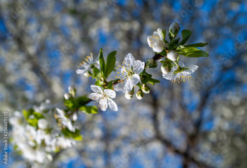 Princeton, USA. A white cherry blossoms in full bloom during the spring season.