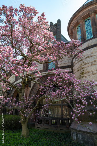 Princeton, USA - September 04, 2023: a Saucer Magnolia (Magnolia × soulangeana), a popular spring-blooming deciduous tree.