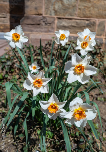 Princeton, USA. These flowers are Narcissus plants, commonly known as daffodils. They feature white petals with a distinctive orange, cup-shaped center