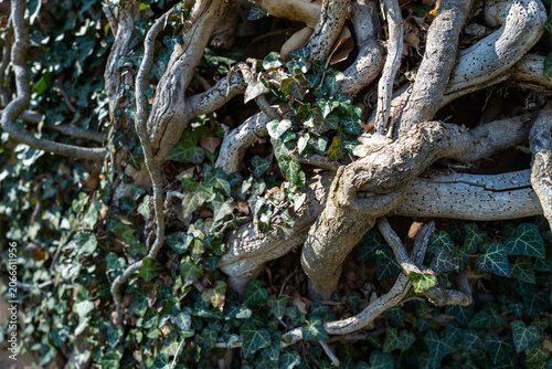 This image shows thick, mature English ivy (Hedera helix) stems with juvenile, lobed leaves clinging to a surface.