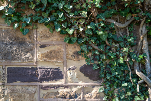 English Ivy (Hedera helix), a woody climbing vine known for its evergreen leaves.