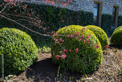 Princeton, USA. The scene features prominently shaped, dense evergreen shrubs, commonly identified as Boxwood (Buxus spp.).