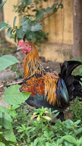 Vibrant rooster with glossy black, orange, and golden feathers standing among green plants in a backyard garden. Natural rural farm scene showcasing poultry and livestock