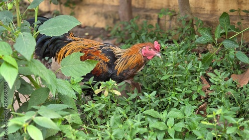Detailed portrait of a colorful rooster with striking golden and black feathers standing in a lush garden. Ideal for agriculture, livestock, and nature-themed content