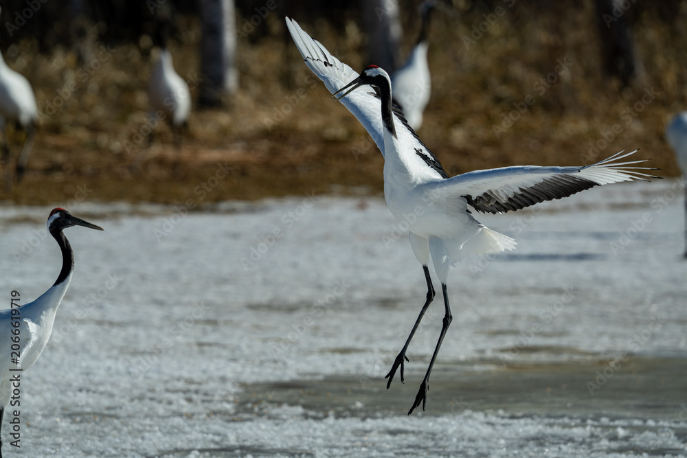 Obraz premium a flying red crowned crane