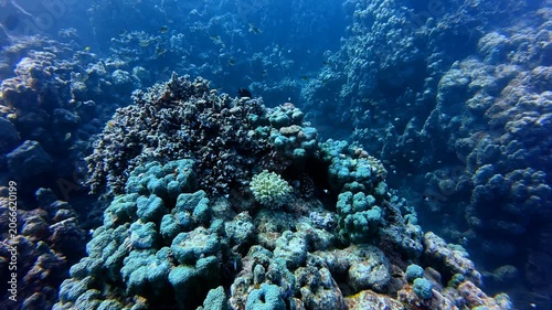 Hard coral in the deep ocean, reef fish. Tropical fish, reef in the sea. Aquatic widlife, underwater scuba video. Corals and fish, marine life. Scuba diving reef footage.