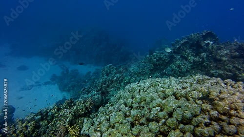 Deep ocean and coral reef, tropical sea, swimming reef fish. Corals close to the camera, scuba video. Marine life, fish and corals. Wildlife in the sea, underwater footage from scuba diving.