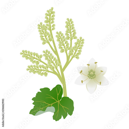 Rhubarb inflorescence with leaf and flower on a white background..eps