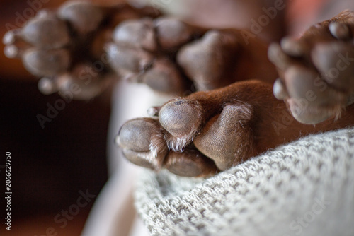 Macro View of a Sleeping Dog Paw. Peaceful Resting Pet with Selective Focus and Shallow Depth of Field