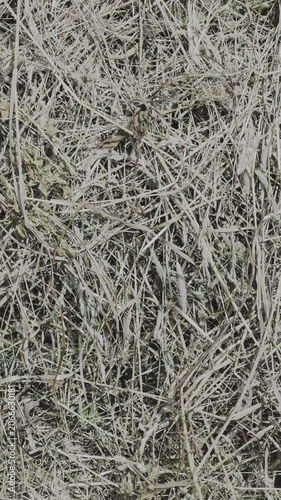 Top down view of a perfectly camouflaged wolf spider moving stealthily through a layer of dry, dead grass, blending into its environment