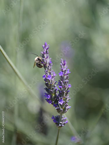 Levandula dentata (French Lavender, Fringed Lavender) flowers with bee