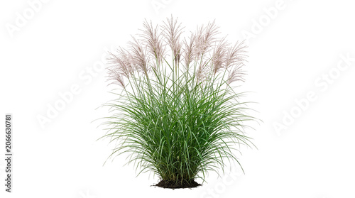 Green Miscanthus sinensis ornamental grass bush with feathery plumes isolated on Transparent Background