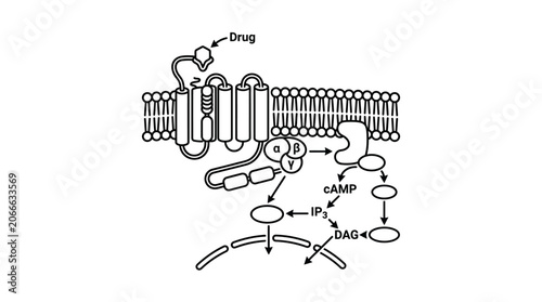 Fotografi GPCR signaling pathway with cAMP and DAG molecules