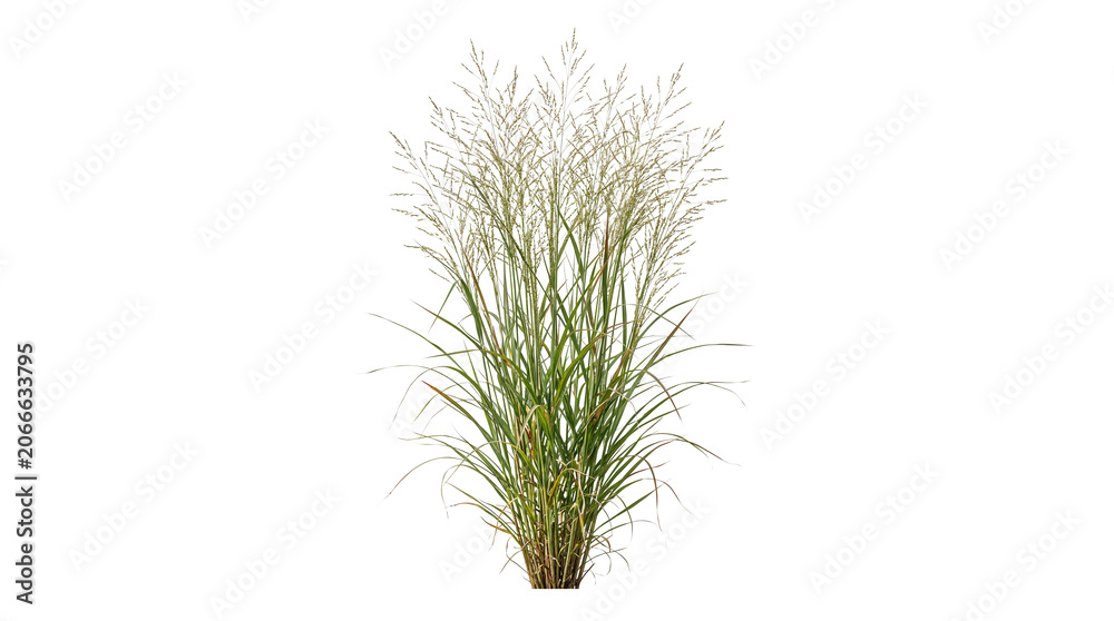 Fototapeta premium Ornamental Tall Green Grass Bush Isolated on Transparent Background, Feathery Seed Heads Decorative Plant for Garden Landscaping and Architectural Design
