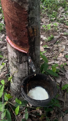 Close up of rubber tree bark being tapped for fresh latex harvesting in plantation