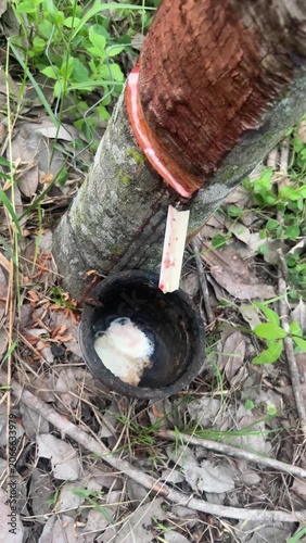 Milky natural latex liquid dripping from tapped rubber tree trunk into collection cup