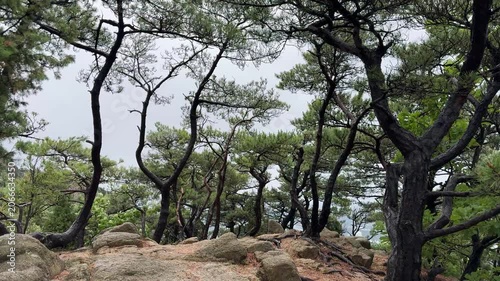 Twisted Pine Trees Growing on a Rocky Mountain Peak in South Korea