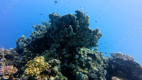 Tropical shallow sea, blue ocean and reef fish. Scuba diving on the reef with corals and swimming fish. Underwater video from scuba diving. Marine life in the ocean, wildlife and reef.