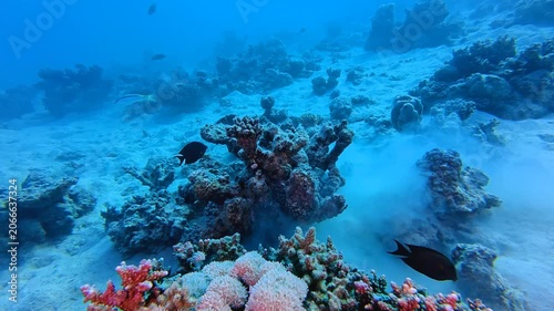 Coral reef and swimming fish, sandy seabed. Tropical marine life. Fish and the deep reef. Animals swimming in the ocean. Underwater video from scuba diving.  Travel footage, aquatic wildlife.
