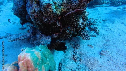 Deep coral reef and moray eel. Wild animal, travel footage. Moray on the reef, underwater video from the scuba diving. Dangerous marine animal, detail of the head and jaws. Marine life in the ocean.