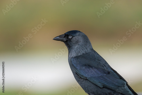 Foto Jackdaw Corvus monedula adult close-up portrait showing iridescent blue plumage,