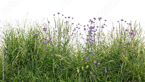 Vibrant green meadow grass featuring delicate purple verbena flowers and tall stalks with soft textures captured in bright daylight isolated as a botanical element on transparent background