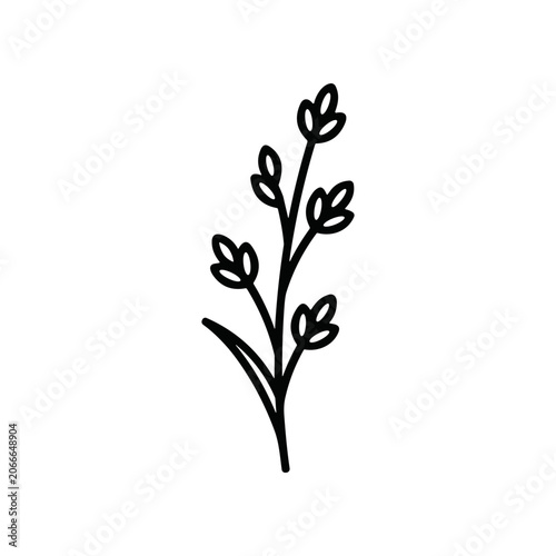Black line drawing of a plant.