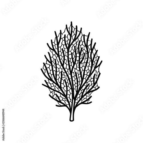 Black illustration of a seaweed plant.