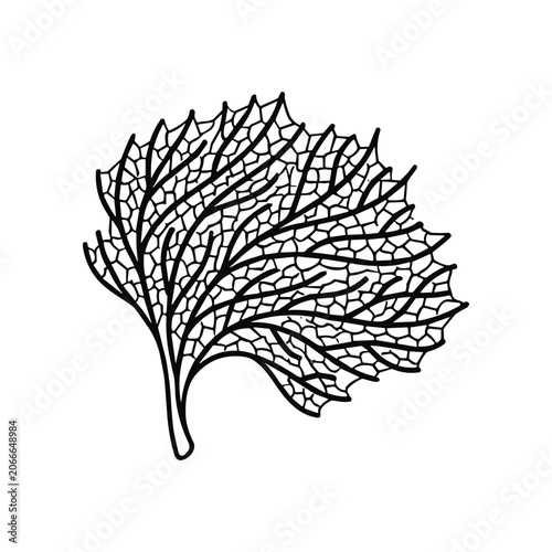 Detailed illustration of a leaf.