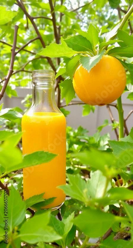 orange juice on a tree