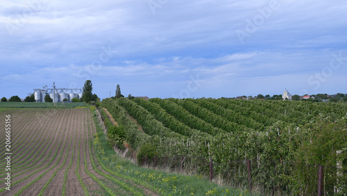 Modern Agricultural Production Area with Orchard Plantation and Cultivated Fields Under Cloudy Sky