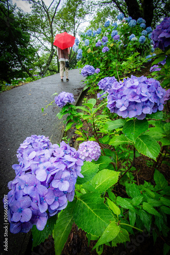 紫陽花の道と赤い傘