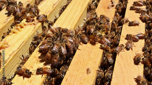 Bees work together on wooden frames inside beehive collecting nectar pollen in early summer.