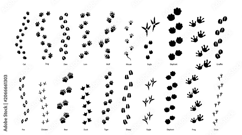 Fototapeta premium Collection of Animal Footprints and Tracks on White Background