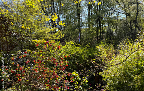 A lush woodland scene is filled with a variety of vibrant plants and flowers in full bloom. Sunlight filters through the trees, casting dappled shadows on the foliage near Harden, Bingley, UK