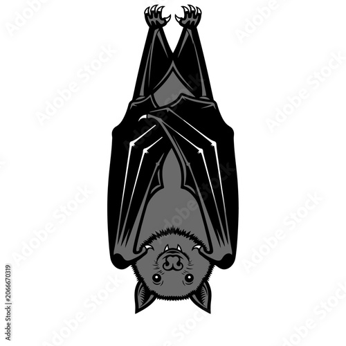 Illustration of a hanging upside down bat creature