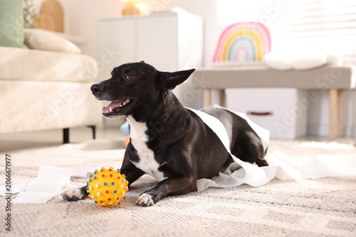 Fotografie Naughty dog with torn toilet paper and toy ball on floor at home, closeup