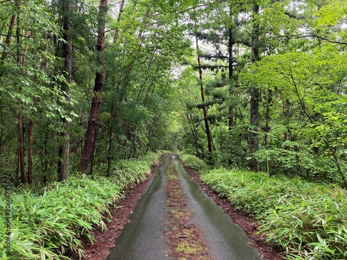 path in the forest
