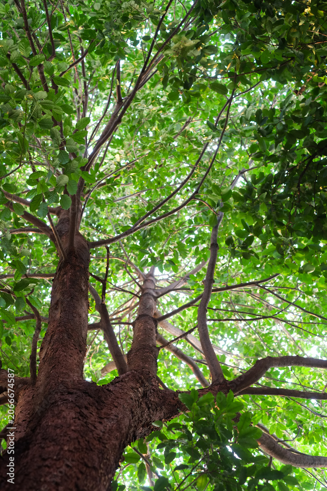 Fototapeta premium Looking up at the green tops of tree foliage