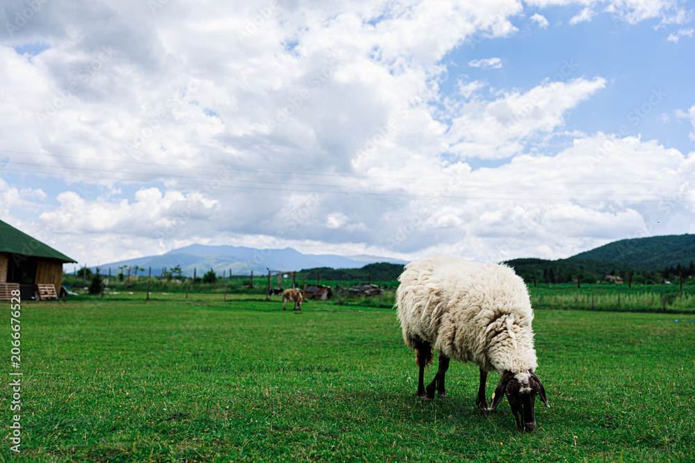 Obraz premium Petting Zoo Sheep Grazing on Grass with Mountain Landscape in Sofia Bulgaria