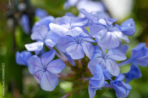 Closeup on a lightblue flowering Cape blue leadwort , Plumbago auriculata