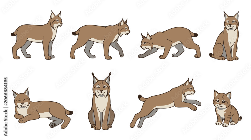 Obraz premium Lynx bobcat wildcat animal character illustrations displaying various poses and actions including standing, walking, crouching, sitting, relaxing, jumping, and a cute cub