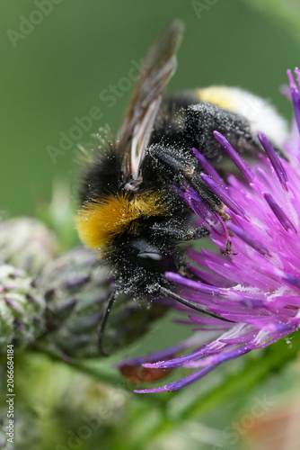 Closeup on a vibrant fluffy Vestal cuckoo bumblebee , Bombus vestalis feeding on a purple thistle flower