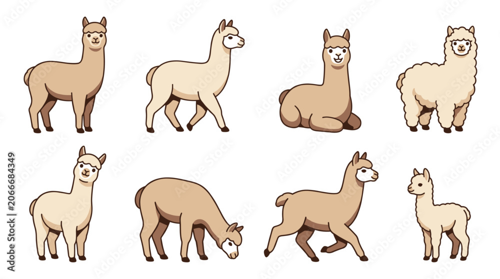 Fototapeta premium Alpacas characters set in a flat cartoon style, showing different colors and fur types, featuring various activities like standing, walking, sitting, and grazing