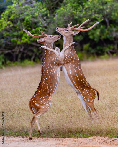 The Sri Lankan axis deer - Axis axis ceylonensis or Ceylon spotted deer