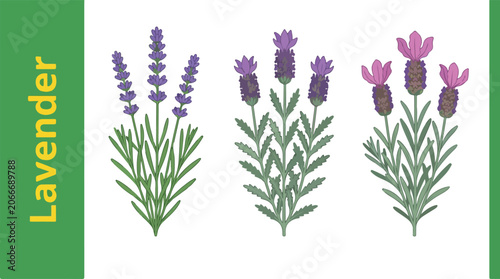 Schilderij op canvas Beautiful Plants  Travel Through Nature  Nature Scene With Lavender Plants