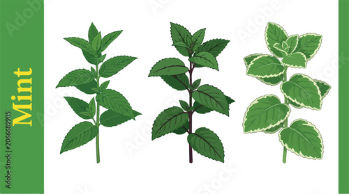 Photography The illustration showcases various mint plant leaves on stems
