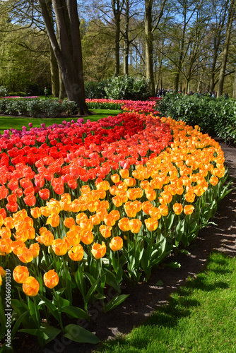 Photography Tulips in bloom at the park, Keukenhof, Lisse, Netherlands