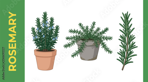 Photos Rosemary plant  plants  in a pot on a white background with background withered